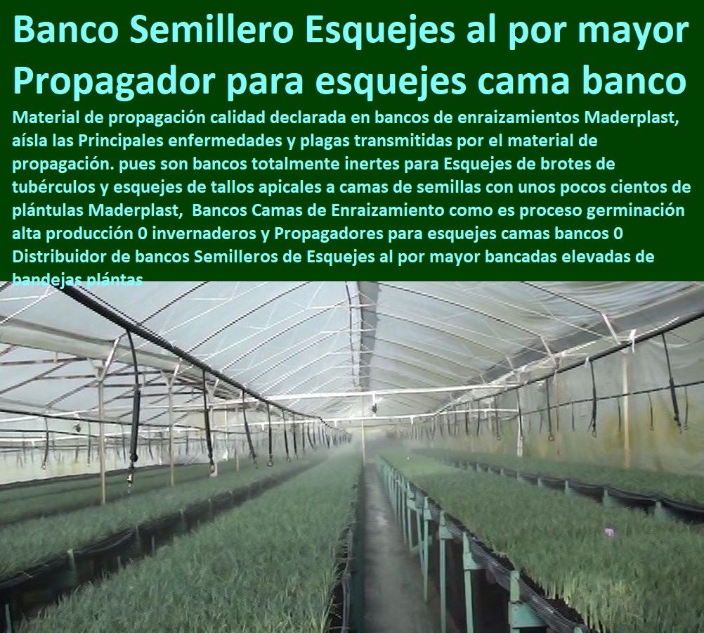 Bancos Camas de Enraizamiento como es proceso germinación alta producción 0 invernaderos y Propagadores para esquejes camas bancos 0 Distribuidor de bancos Semilleros de Esquejes al por mayor bancadas elevadas de bandejas plantas INVERNADEROS, SEMILLEROS, BANCOS DE SIEMBRA, Hidroponía, Agricultura, Cosecha, Poscosecha, Tutores para Flores cable vía Bananas Aromáticas, Cultivos Tecnificados, Bancos Camas de Enraizamiento como es proceso germinación alta producción 0 invernaderos y Propagadores para esquejes camas bancos 0 Distribuidor de bancos Semilleros de Esquejes al por mayor bancadas elevadas de bandejas plantas 